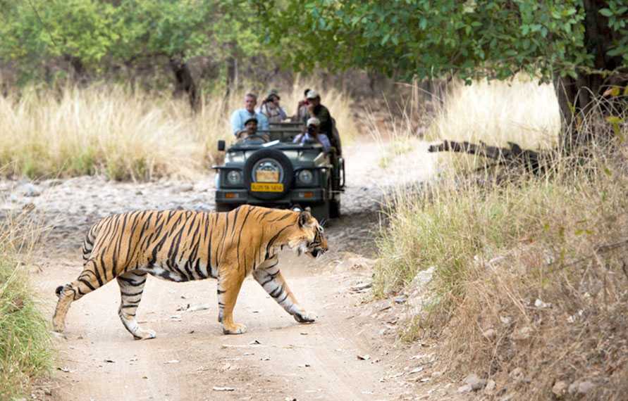 Same Day Jaipur Ranthambore Tour